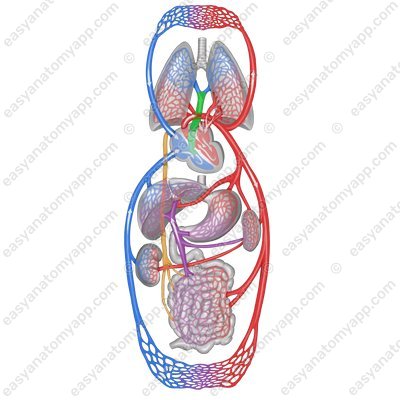 Left pulmonary artery (arteria pulmonalis sinistra) – front view